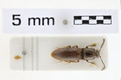 Foto (Dorsalansicht) von Athous villosulus (NHMW-ZOO-COL-0008635)